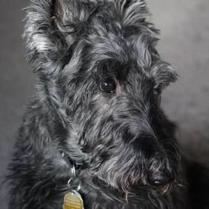 Meet your Posher, Ellen